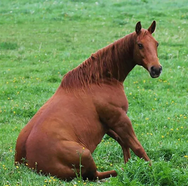 Horsedogs - New Calendar!